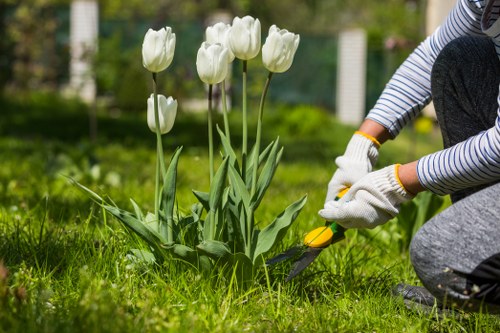 Professional tree care and pruning in a residential area of Stjohnswood