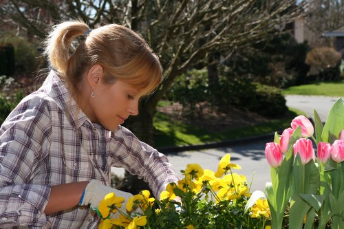 Stjohnswood tree care service for gardens, properties, and communal spaces